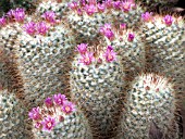 MAMMILLARIA BOMBYCINA