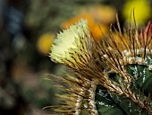 ASTROPHYTUM ORNATUM