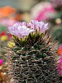 GYMNOCALYCIUM SPECIES