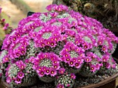 MAMMILLARIA LAUII