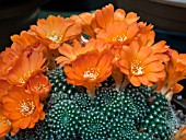 REBUTIA SPECIES