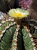 ASTROPHYTUM ORNATUM