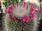 MAMMILLARIA BELLA