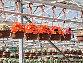 REBUTIA SPECIES IN HANGING BASKET