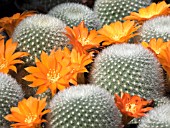 REBUTIA APRICOT ICE