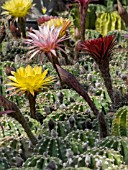 ECHINOPSIS NEW DAWN