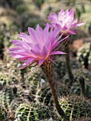 ECHINOPSIS NEW DAWN