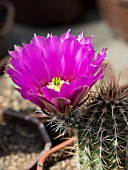 ECHINOCEREUS SPECIES