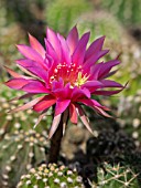 ECHINOPSIS NEW DAWN