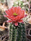 ECHINOCEREUS SPECIES