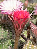 ECHINOPSIS NEW DAWN