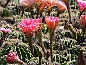 ECHINOPSIS NEW DAWN