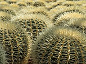 ECHINOCACTUS GRUSONII