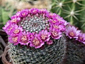 MAMMILLARIA ZEILMANNIANA