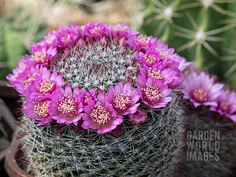 MAMMILLARIA_ZEILMANNIANA