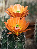 ECHINOCEREUS SPECIES