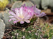 GYMNOCALYCIUM SPECIES