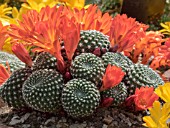 REBUTIA KRAINZIANA