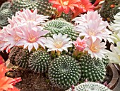 REBUTIA SPECIES