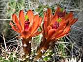 ECHINOCEREUS KLAPPERI