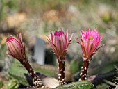 ECHINOCEREUS GENTRYI