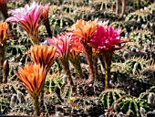 ECHINOPSIS NEW DAWN