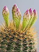 ACANTHOCALYCIUM VIOLACEUM