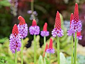 PRIMULA VIALII