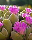 GIBBAEUM DISPAR A WINTER FLOWERING MESEMBRYANTHEMUM FROM SOUTH AFRICA