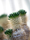 PUNOTIA LAGOPUS A WINTER GROWING CACTUS