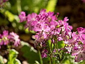 PRIMULA SIEBOLDII DUANES CHOICE