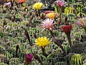 ECHINOPSIS NEW DAWN