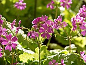 PRIMULA SIEBOLDII ESSIE