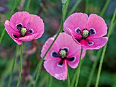 PAPAVER DUBIUM SUBSP. LECOQII VAR. ALBIFLORUM