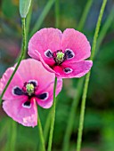 PAPAVER DUBIUM SUBSP. LECOQII VAR. ALBIFLORUM