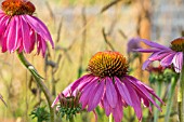 ECHINACEA PURPUREA