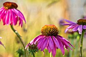 ECHINACEA PURPUREA