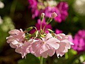 PRIMULA SIEBOLDII SORCHAS PINK