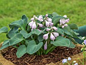 HOSTA BLUE MOUSE EARS