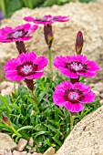 DIANTHUS ALPINUS