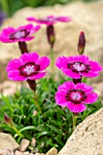 DIANTHUS ALPINUS