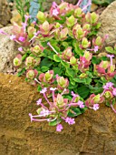 ORIGANUM AMANUM