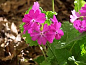 PRIMULA SIEBOLDII PAGO PAGO