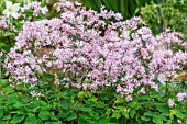 THALICTRUM KIUSIANUM