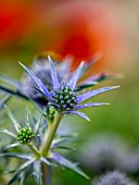 ERYNGIUM BOURGATII OXFORD BLUE