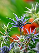 ERYNGIUM BOURGATII OXFORD BLUE