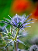 ERYNGIUM BOURGATII OXFORD BLUE