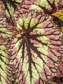 BEGONIA FIREWORKS