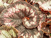 BEGONIA BLACKBERRY SWIRL