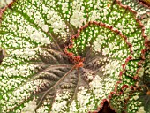 BEGONIA ROCHEART